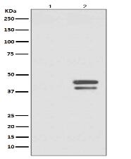 Phospho-JunD (S255) Antibody