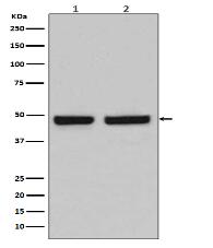 HAPLN1 Antibody