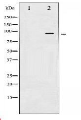 Caldesmon Antibody