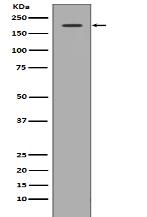 Met (c-Met) Antibody