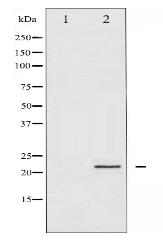 CPI17alpha Antibody