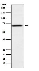 PMP70 Antibody