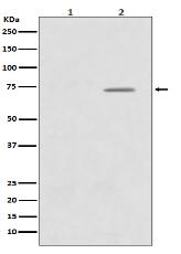 Phospho-Raf1 (S43) Antibody