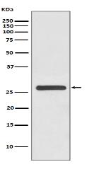 14-3-3 gamma Antibody