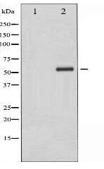 Phospho-Chk1 (Ser286) Antibody