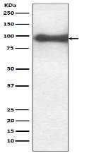 TrkB Antibody