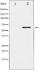 p62 Dok Antibody