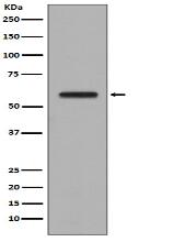 AKT1/2/3 Antibody