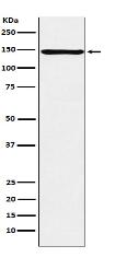 ORP150 Antibody