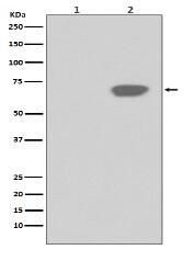 Phospho-PLK1 (T210) Antibody