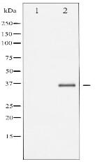 Phospho-EFNB1/2 (Tyr330) Antibody