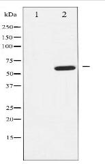 EFNB1/2 Antibody