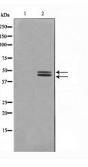 Phospho-ERK1/2 (Tyr204) Antibody