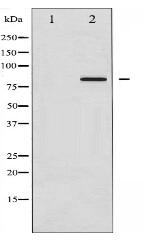 Phospho-Ataxin 1 (Ser775) Antibody