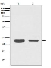 RAB7 Antibody