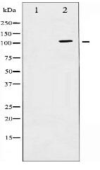 c-PLA2 Antibody