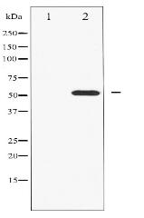 HNF4 alpha Antibody