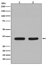 CDC34 Antibody