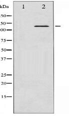 Phospho-c-Abl (Tyr245) Antibody