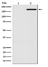 EGFR(L858R mutation) Antibody