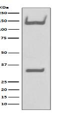 TrkA+B+C Antibody