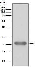 Smac/Diablo Antibody