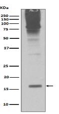 Sumo2/3 Antibody