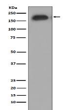 Phospho-EGFR (Y1068) Antibody