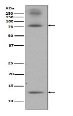 Sumo 1 Antibody