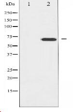 ZAP-70 Antibody