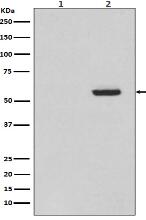 Phospho-Tau (S396) Antibody