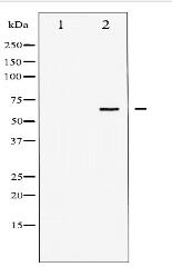 SHP-1 Antibody