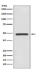 PAX8 Antibody