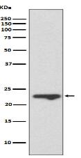 MUC1 Antibody