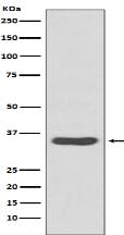 CDCA5 Antibody
