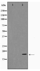 Synuclein-alpha Antibody