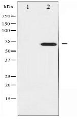 GTPase Activating Protein Antibody