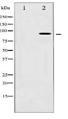 Phospho-AhR (Ser36) Antibody