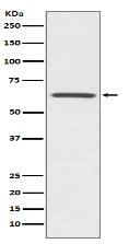 CDC42EP1 Antibody