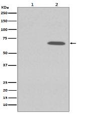 Phospho-AMPK alpha 1 (S496) Antibody