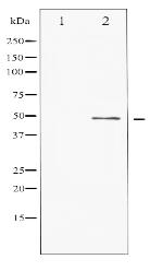 Phospho-ATF2 (Ser62 or 44) Antibody