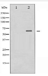 SHP-2 Antibody