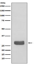 14-3-3 epsilon Antibody