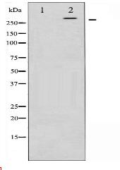 mTOR Antibody