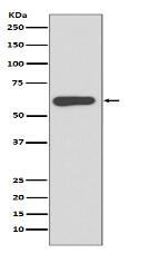 SOX10 Antibody