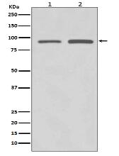 SUZ12 Antibody