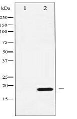 Phospho-CPI17 alpha (Thr38) Antibody