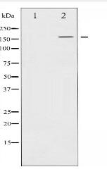 Phospho-EGFR (Thr678) Antibody