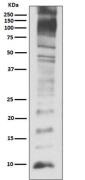 Ubiquitin Antibody