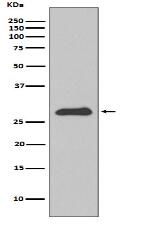 Apolipoprotein A1 Antibody